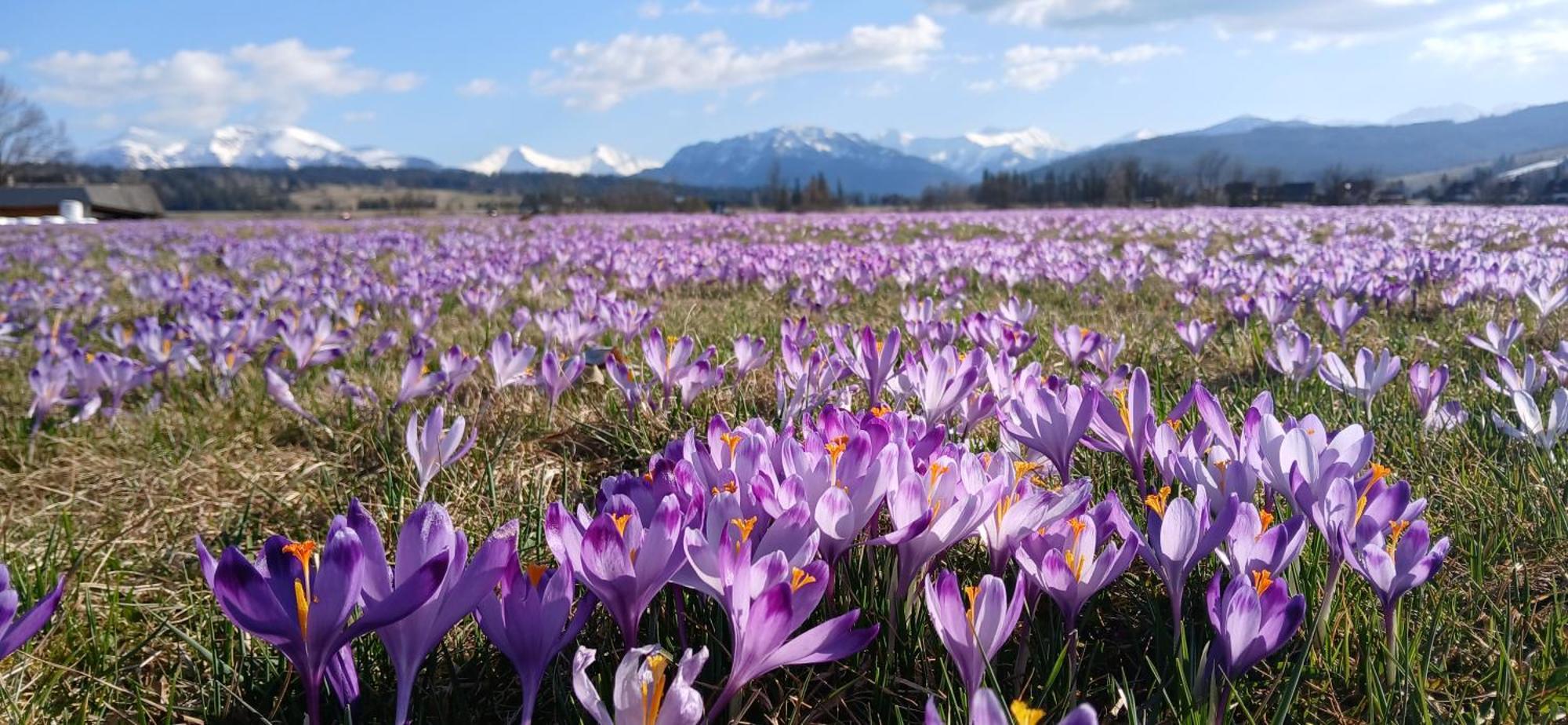 Tatra West Farm
